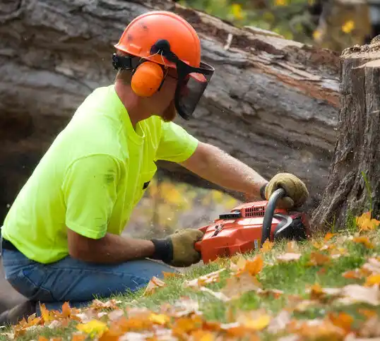 tree services Festus